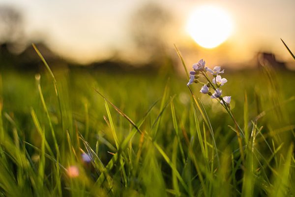 A closeup shot of a tiny flower growing in fresh green grass with a blurred background